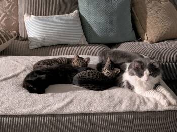 Rescue Domestic Long Hair Cats for Adoption in Adrian, Michigan - Blue | PetCurious