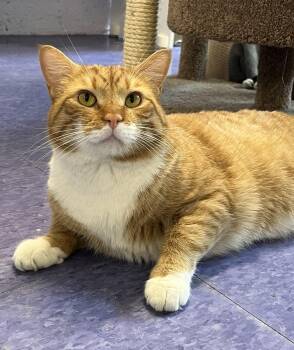 Cinnabon -  Domestic Short Hair Cat Available for Adoption in Harrison, New York - Cinnabon | PetCurious