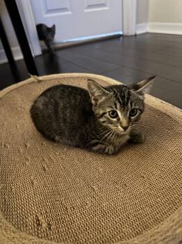 Valentina -  Domestic Short Hair Cat for Adoption in Zephyrhills, Florida - Valentina | PetCurious