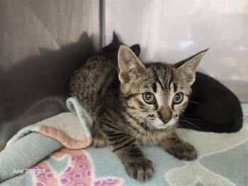 THUNDER* -  Domestic Short Hair Cat for Adoption in Santa Cruz, California - THUNDER* | PetCurious