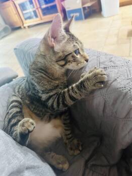 Rescue Domestic Short Hair Cats for Adoption in Mission Viejo, California - Tito | PetCurious