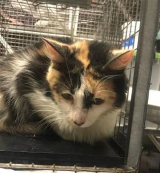 ZELDA -  Domestic Medium Hair Cat for Adoption in Conroe, Texas - ZELDA | PetCurious