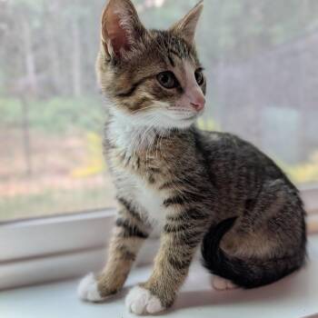 Murphy -  Domestic Short Hair Cat for Adoption in Belfair, Washington - Murphy | PetCurious