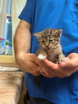 BELLE -  Domestic Short Hair Cat for Adoption in Cookeville, Tennessee - BELLE | PetCurious
