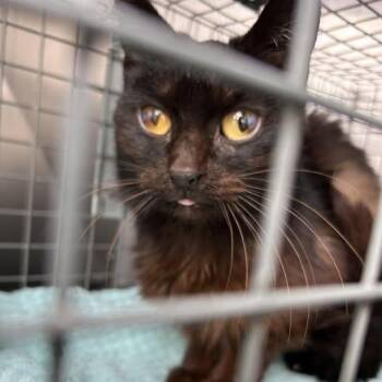 Squiggles -  Domestic Short Hair Cat for Adoption in Bristol, Indiana - Squiggles | PetCurious
