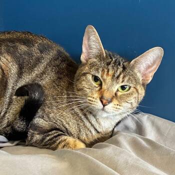 Katie -  Domestic Short Hair Cat for Adoption in Tulsa, Oklahoma - Katie | PetCurious