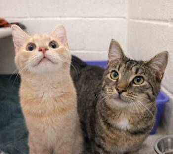 Domestic Short Hair Cats Available for Adoption - SUNBURST | PetCurious