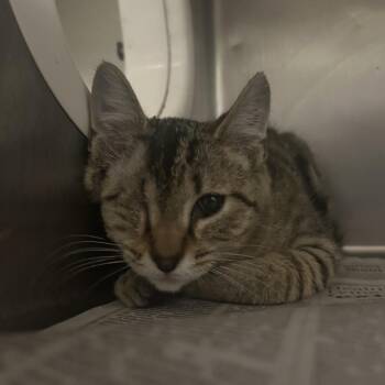 Vincent Price -  Domestic Medium Hair Cat for Adoption in Charleston, West Virginia - Vincent Price | PetCurious