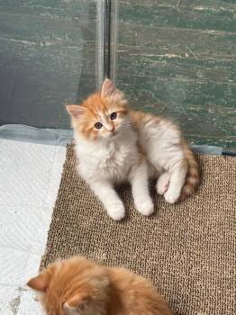 Mango -  Domestic Medium Hair Cat for Adoption - Mango | PetCurious