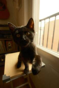 Domestic Medium Hair and Domestic Short Hair Cats Available for Adoption - Cachou | PetCurious