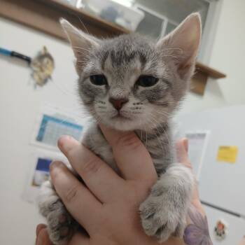 Domestic Short Hair Cats Available for Adoption in York, Pennsylvania - Thumbalina | PetCurious