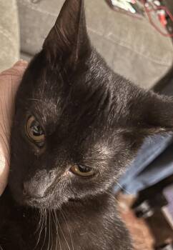 Rescue Domestic Short Hair Cats for Adoption in Atglen, Pennsylvania - Muffin | PetCurious