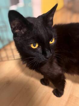 Domestic Short Hair Cats Available for Adoption in Graham, Washington - CROW | PetCurious