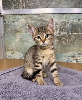 Basil -  Domestic Short Hair Cat for Adoption in Paducah, Kentucky - Basil | PetCurious