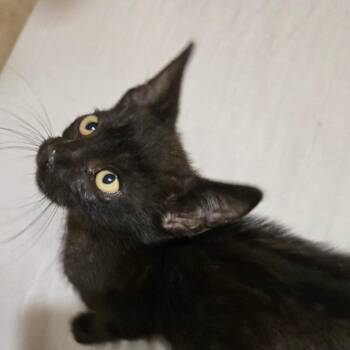 Jimmy -  Domestic Short Hair Cat for Adoption in Houston, Texas - Jimmy | PetCurious