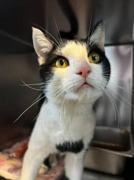Rescue Domestic Short Hair Cats for Adoption in Elwood, New York - 2 Bucks | PetCurious