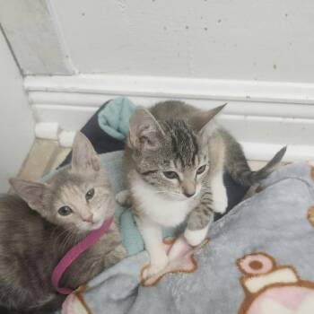 Trixie Max-AR -  Domestic Short Hair Cat for Adoption in Tallahassee, Florida - Trixie Max-AR | PetCurious