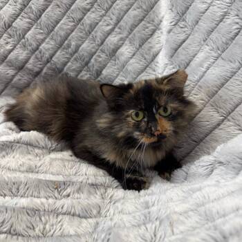Juniper -  Domestic Medium Hair Cat for Adoption in Benld, Illinois - Juniper | PetCurious