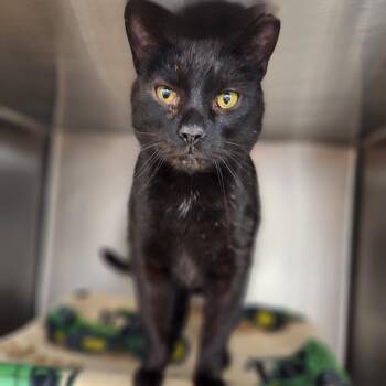 Domestic Short Hair Cats Available for Adoption - Jasper | PetCurious