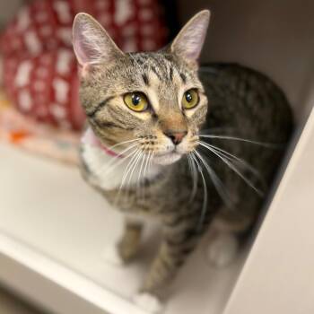 Mary Kate -  Domestic Short Hair Cat for Adoption in Sarasota, Florida - Mary Kate | PetCurious