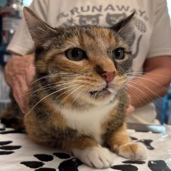 Jazz -  Domestic Short Hair Cat for Adoption in Port Richey, Florida - Jazz | PetCurious