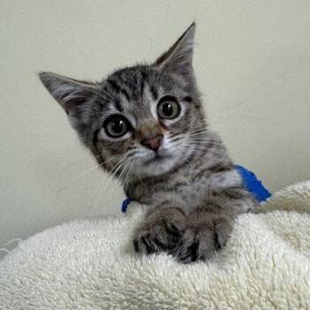 Microsoft -  Domestic Short Hair Cat for Adoption in Richmond, Virginia - Microsoft | PetCurious