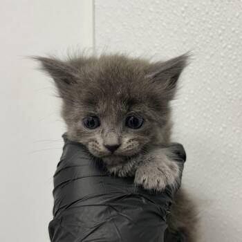 Ivy -  Domestic Medium Hair Cat for Adoption in Abilene, Texas - Ivy | PetCurious