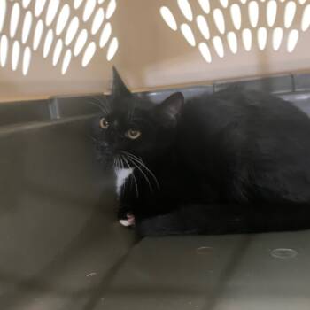 Rescue Domestic Short Hair Cats for Adoption in Lynchburg, Virginia - Mollymauk | PetCurious