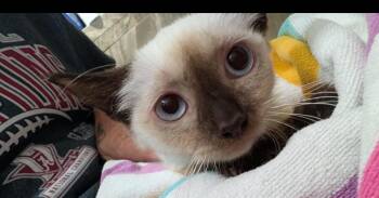 CoCo -  Domestic Short Hair and Siamese Cat for Adoption in Virginia Beach, Virginia - CoCo | PetCurious