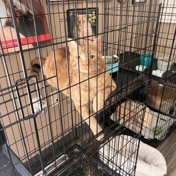 Dorito -  Domestic Short Hair Cat for Adoption in Las Vegas, Nevada - Dorito | PetCurious