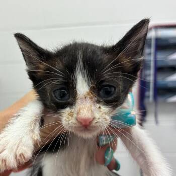 Alabama -  Domestic Short Hair Cat for Adoption in Corpus Christi, Texas - Alabama | PetCurious