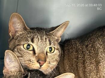 LUIGI -  Domestic Short Hair Cat for Adoption in Ocala, Florida - LUIGI | PetCurious