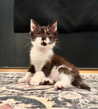 Pan -  Domestic Short Hair Cat for Adoption in Emerald Isle, North Carolina - Pan | PetCurious
