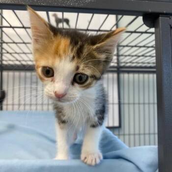 Cali -  Domestic Short Hair Cat for Adoption in Chesapeake, Virginia - Cali | PetCurious
