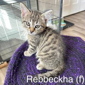 Rebbeckha -  Domestic Short Hair Cat for Adoption in Stoughton, Wisconsin - Rebbeckha | PetCurious