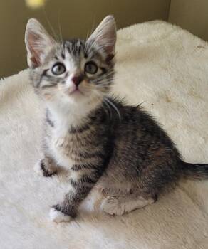 Rescue Domestic Short Hair Cats for Adoption in Lawrenceville, Georgia - Dewie | PetCurious