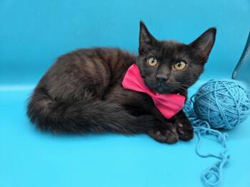Cheeseburger -  Domestic Short Hair and Bombay Cat for Adoption in Magnolia Springs, Alabama - Cheeseburger | PetCurious