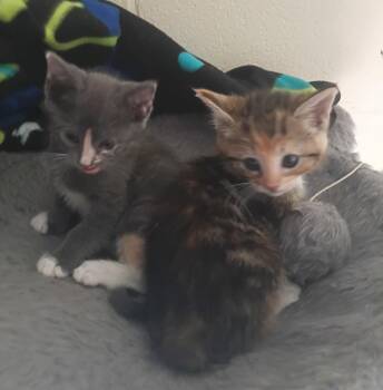 Edith & Ethel -  Domestic Short Hair Cat for Adoption in Franklin, New Jersey - Edith & Ethel | PetCurious
