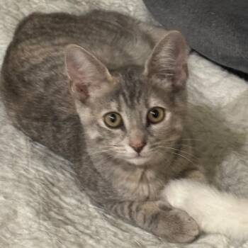 Macha -  Domestic Short Hair Cat for Adoption in Greenfield, Indiana - Macha | PetCurious