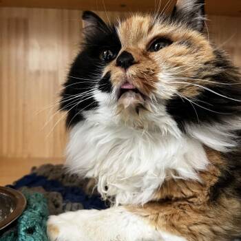 BIG MAMA -  Domestic Medium Hair and Persian Cat for Adoption in Yucca Valley, California - BIG MAMA | PetCurious