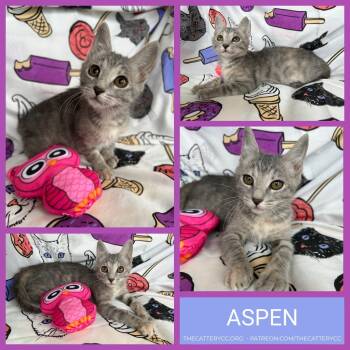 Domestic Short Hair Cats Available for Adoption - Aspen | PetCurious