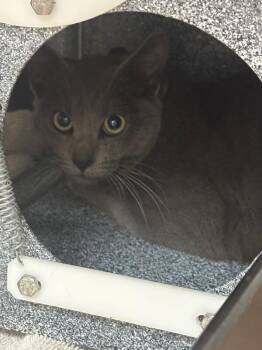 Domestic Short Hair Cats Available for Adoption in Disputanta, Virginia - Shadow | PetCurious