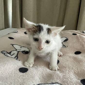 Kitty 3 -  Domestic Short Hair Cat for Adoption in Long Beach, California - Kitty 3 | PetCurious