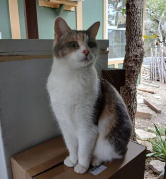 Rescue Calico Cats for Adoption in San Antonio, Texas - ELSIE | PetCurious