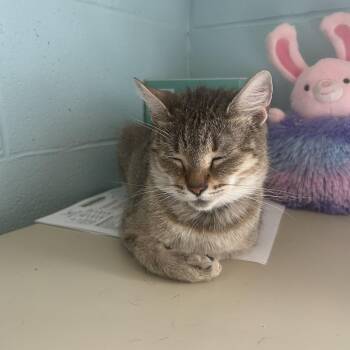 Domestic Short Hair Cats Available for Adoption - Nimbus  | PetCurious