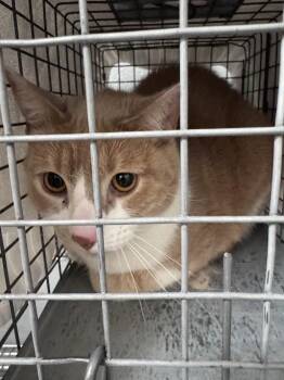 NEDD -  Domestic Short Hair Cat for Adoption in Las Vegas, Nevada - NEDD | PetCurious