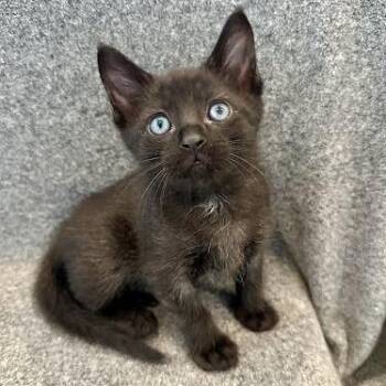 Degu -  Domestic Short Hair Cat for Adoption in Los Angeles, California - Degu | PetCurious
