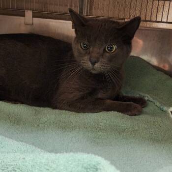 Rescue Domestic Short Hair Cats for Adoption in Bristol, Indiana - Gloria | PetCurious