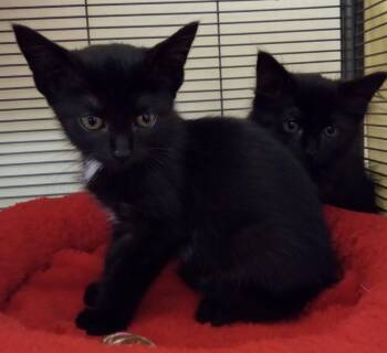 Poppy Seed -  Domestic Short Hair Cat for Adoption in Lemoyne, Pennsylvania - Poppy Seed | PetCurious