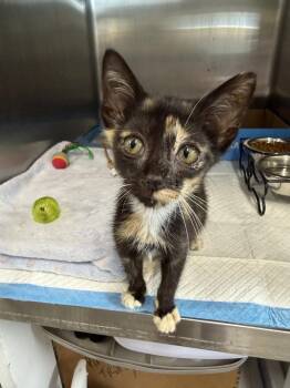 Shenzi -  Domestic Short Hair and Calico Cat for Adoption in Emerald Isle, North Carolina - Shenzi | PetCurious